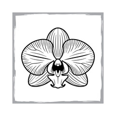 Hand-Drawn Phalaenopsis Flower Illustration