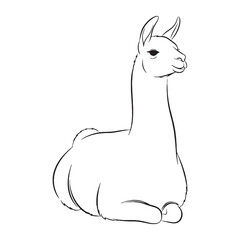 Graceful Llama Line Art – Llama Vector Smooth Outline Drawing with Detailed Wool Texture – Llama Drawing – Vector of Llama – Llama Outline   © Jahangir