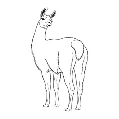 Elegant Llama Line Art – Llama Vector Illustration Artistic Drawing with Gentle Standing Stance – Llama Drawing – Line Art Drawing of Llama – Llama Icon

