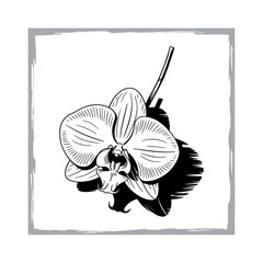 Hand-Drawn Phalaenopsis Flower Illustration