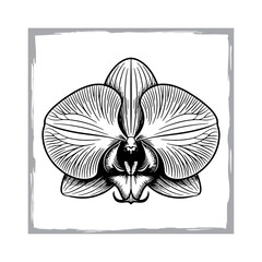Detailed Orchid Sketch in Monochrome