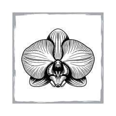 Detailed Orchid Sketch in Monochrome