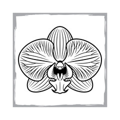 Elegant Black and White Orchid Line Drawing