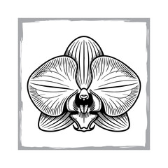Elegant Black and White Orchid Line Drawing