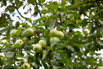 apples on tree