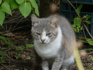 A close-up shot of a grumpy-looking grey and white cat sitting outdoors.