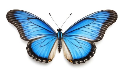Obraz premium A butterfly with bright blue wings and black edges is open on a white background. The unique details of the body and antennae add to her elegance.