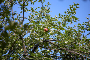 red apples on a tree