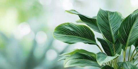 Close-up of tropical leaves with glossy textures