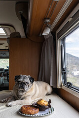 Pug Resting Inside Camper Van with Pastries Nearby. Pet Nutrition and Sweet Food Awareness for Dogs