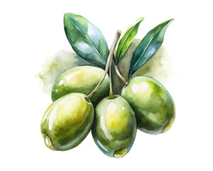 watercolor olives vector illustration isolated on white background