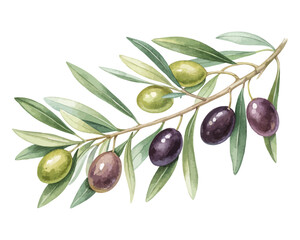 watercolor olives vector illustration isolated on white background