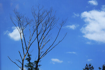 Dead tree isolated on blue sky background.