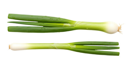 Isolated Fresh Green Onions