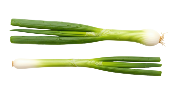 Isolated Fresh Green Onions