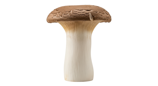 Isolated Brown mushroom