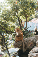 Solitutary Macaque monkey sitting on rock surrounded by tree in tropical urban environment