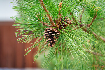 Closeup brown pine cone attached to vibrant green pine needles on tree branch