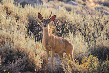 Funny looking young Mule Deer Buck standing in the brush. No survival instinct at all, by being out in the open during hunting season.