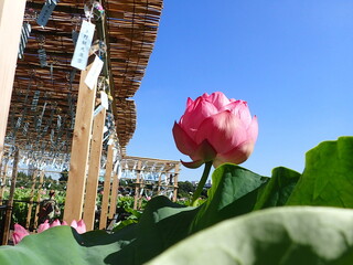 夏の「風鈴」と「蓮の花」