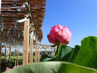 夏の「風鈴」と「蓮の花」