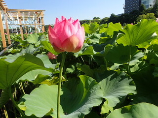 夏の「風鈴」と「蓮の花」