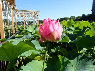 夏の「風鈴」と「蓮の花」