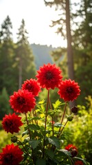 Vibrant red dahlias in full bloom against a sunlit forest backdrop