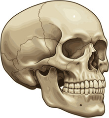 Obraz premium Human skull bones anatomy. Cranial colored parts structure. Outline sutures. Zygomatic, nasal, maxilla, temporal lacrimal mandible frontal parietal occipital. Brain protection. Vector illustration