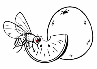 Mosquito and Slice of Fruit (Black & White)