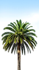 A tall palm tree stands majestically against a vibrant blue sky, its fronds gently swaying in the warm breeze, casting playful shadows on the ground.