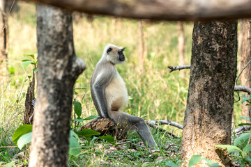 a pregnant black faced langur in the wild at pench national park