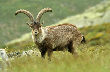 macho montes en la sierra de gredos