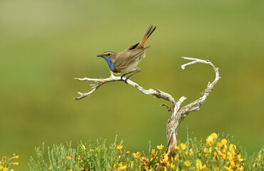 pechiazul macho en la sierra de gredos