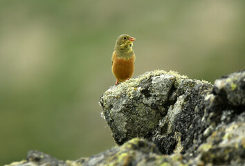escribano hortelano posa sobre una roca en gredos