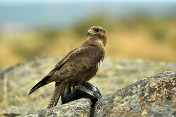 aguila ratonero con una presa