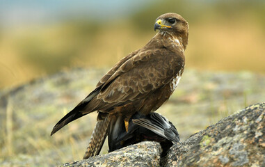 aguila ratonero con una presa