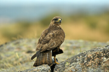 aguila ratonero con una presa