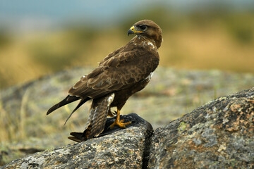 aguila ratonero con una presa
