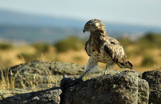 aguila cuelbrera se alimenta de carro&ntilde;a en el campo