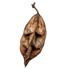 Dried Brown Leaf with Natural Texture &ndash; Autumn Botanical Macro Photography