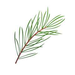 green pine leaves isolated on white background