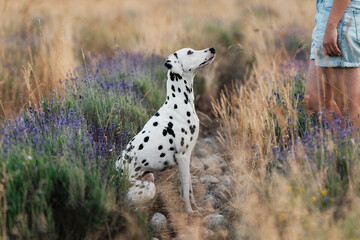 A Dalmatian in a field full of golden grass and lavender is lovingly looking at its person