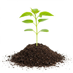 Photorealistic Soil with Sprout: Sustainable Growth Concept, Isolated on White.