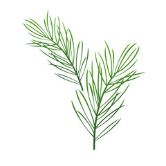 green pine leaves isolated on white background