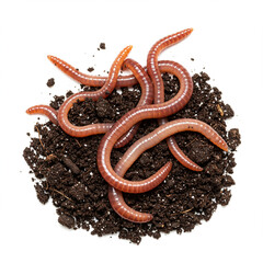 Healthy Soil Ecosystem: Earthworms and Beneficial Organisms on White. 8K Detail.