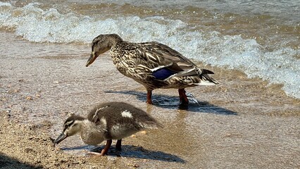 Enten am Strand