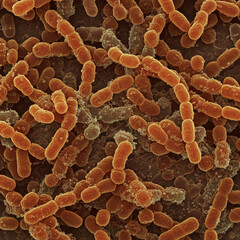 close up of bacteria