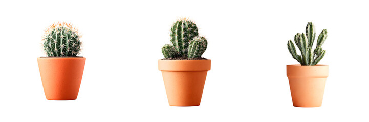 Cactus Collection: Potted Plants on White Background, Three Varieties