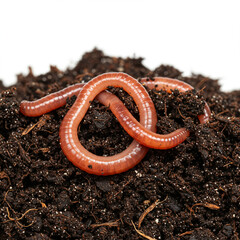 Earthworm Castings Close-Up: A Natural Indicator of Healthy, Fertile Soil.